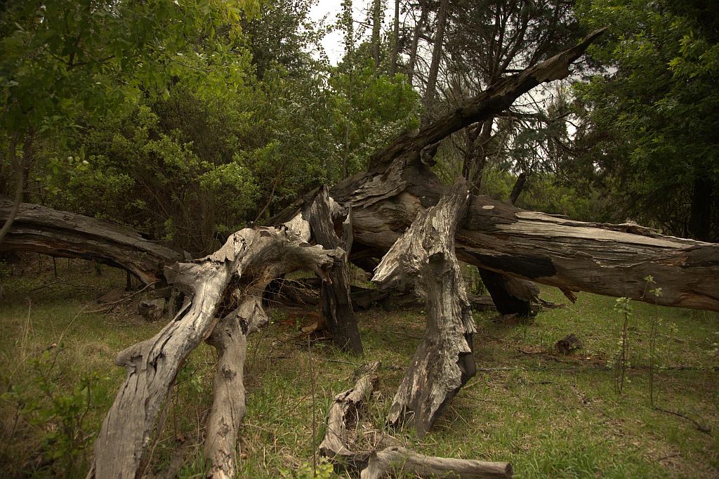 Oak tree